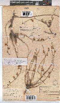 Hermannia trifurca image