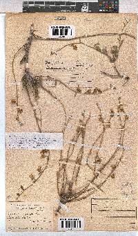 Hermannia trifurca image