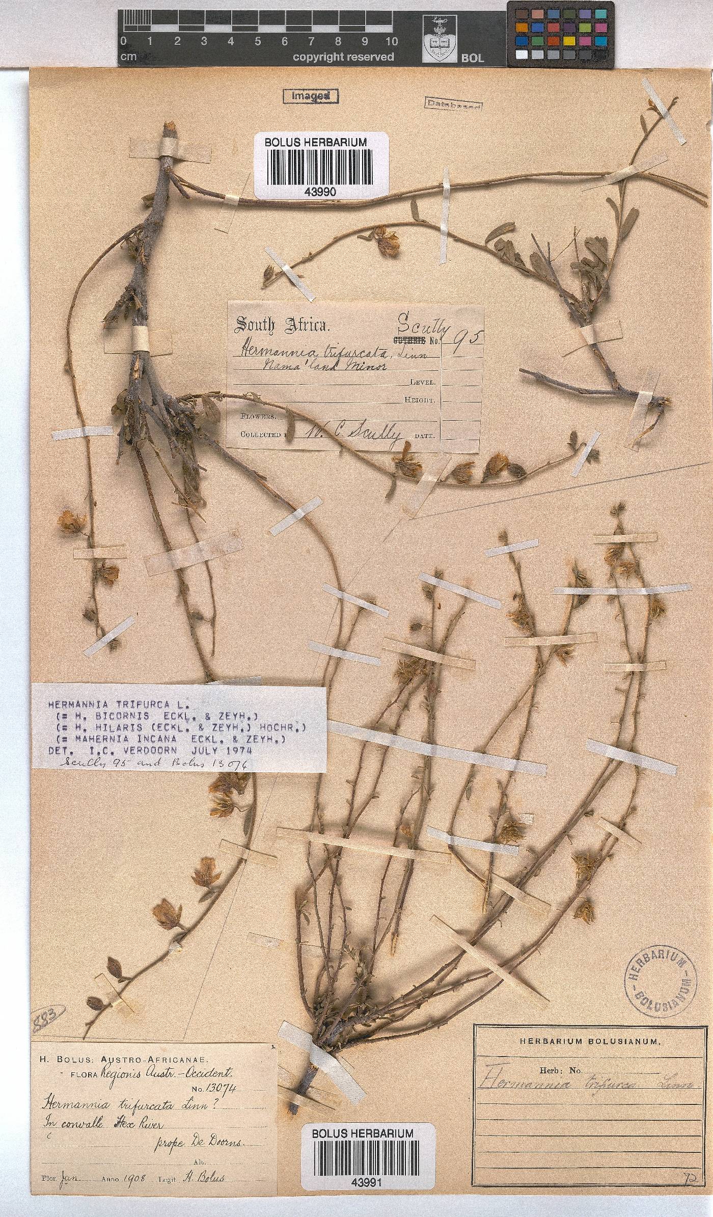 Hermannia trifurca image