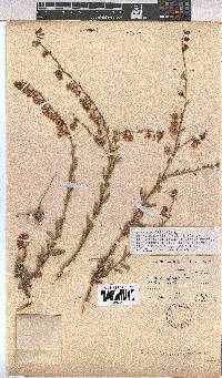 Hermannia trifurca image
