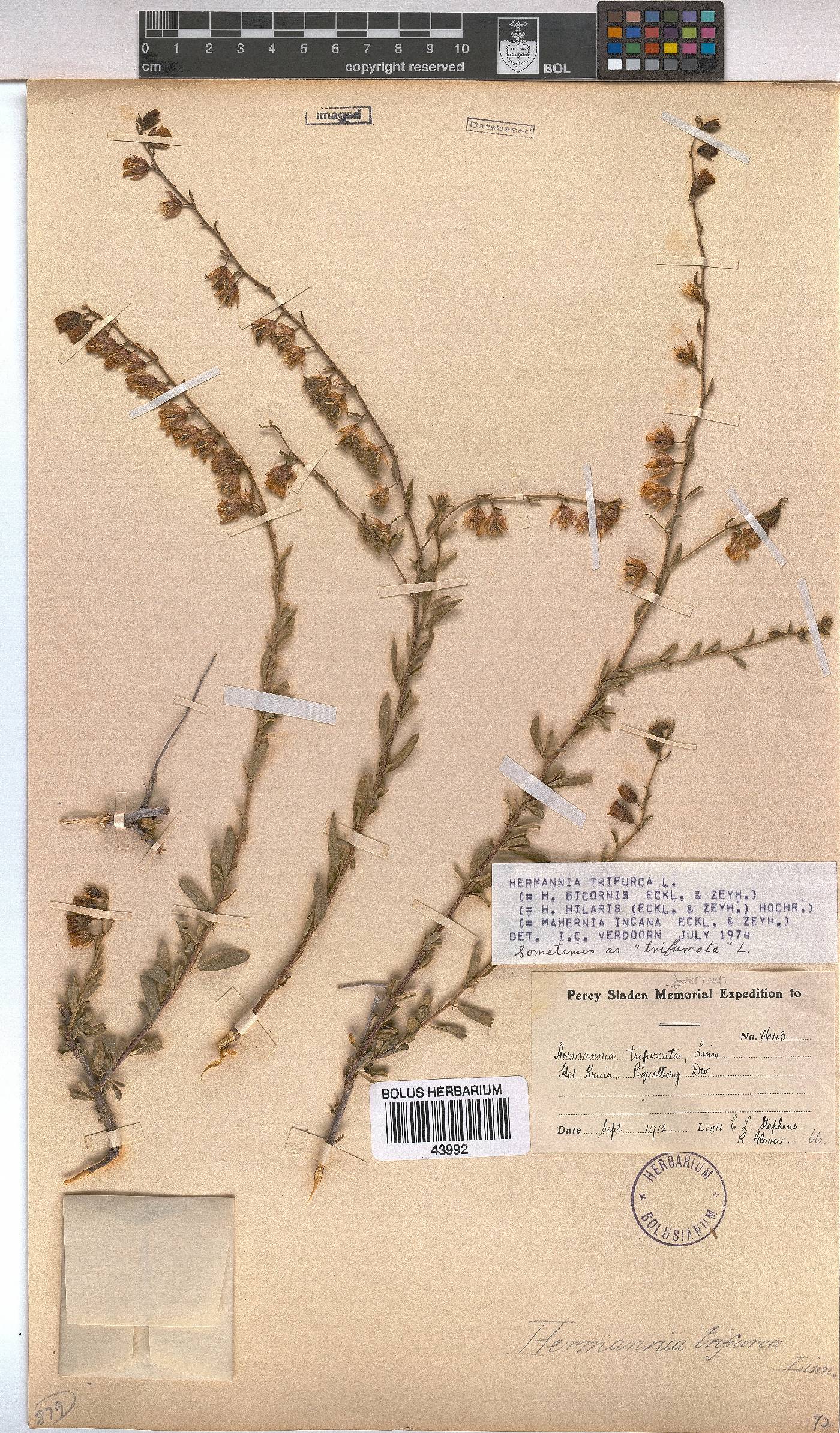 Hermannia trifurca image