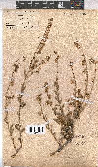 Hermannia trifurca image