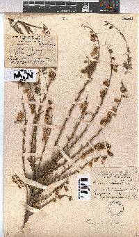 Hermannia trifurca image