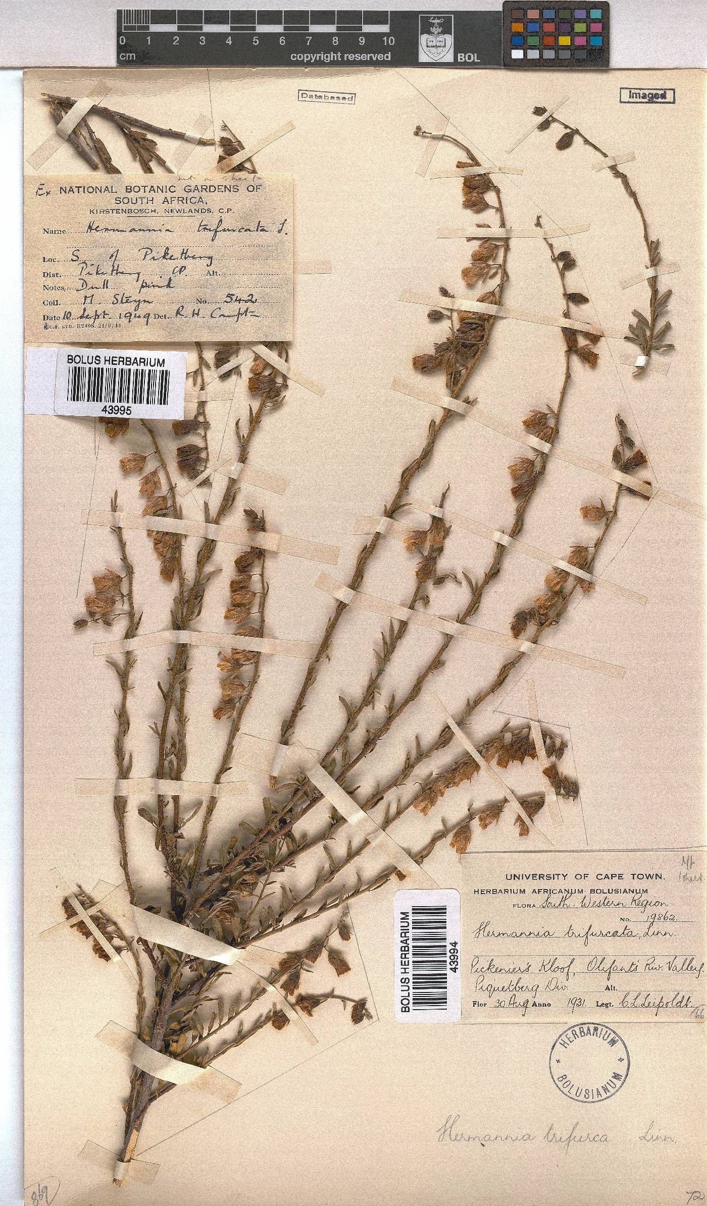 Hermannia trifurca image