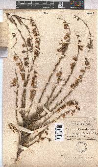 Hermannia trifurca image