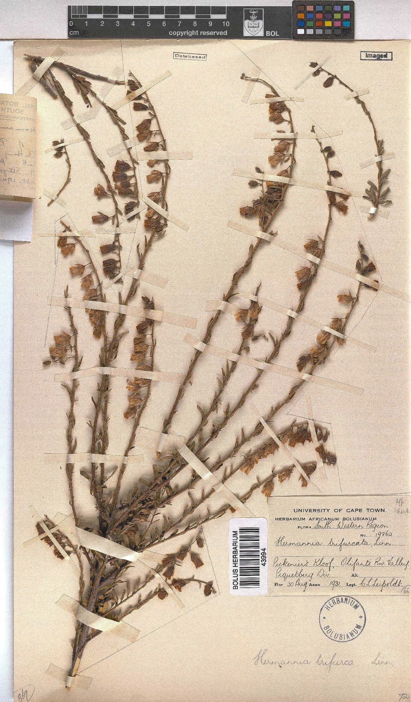 Hermannia trifurca image
