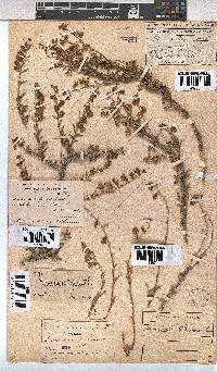 Hermannia trifurca image