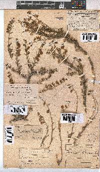 Hermannia trifurca image