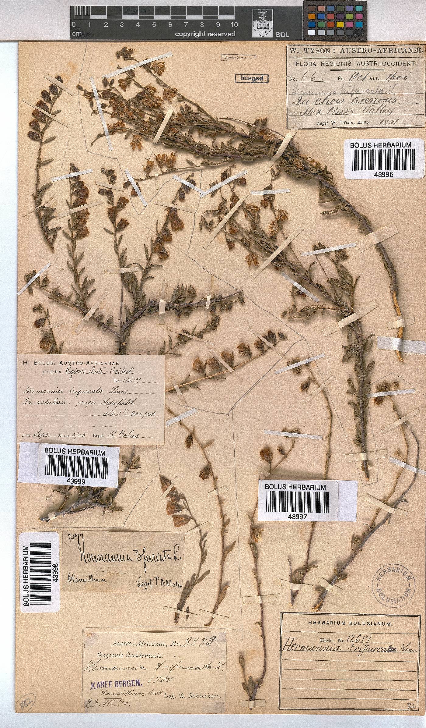 Hermannia trifurca image