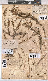 Hermannia trifurca image