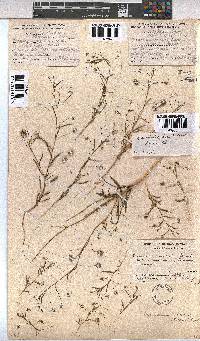 Hermannia modesta image