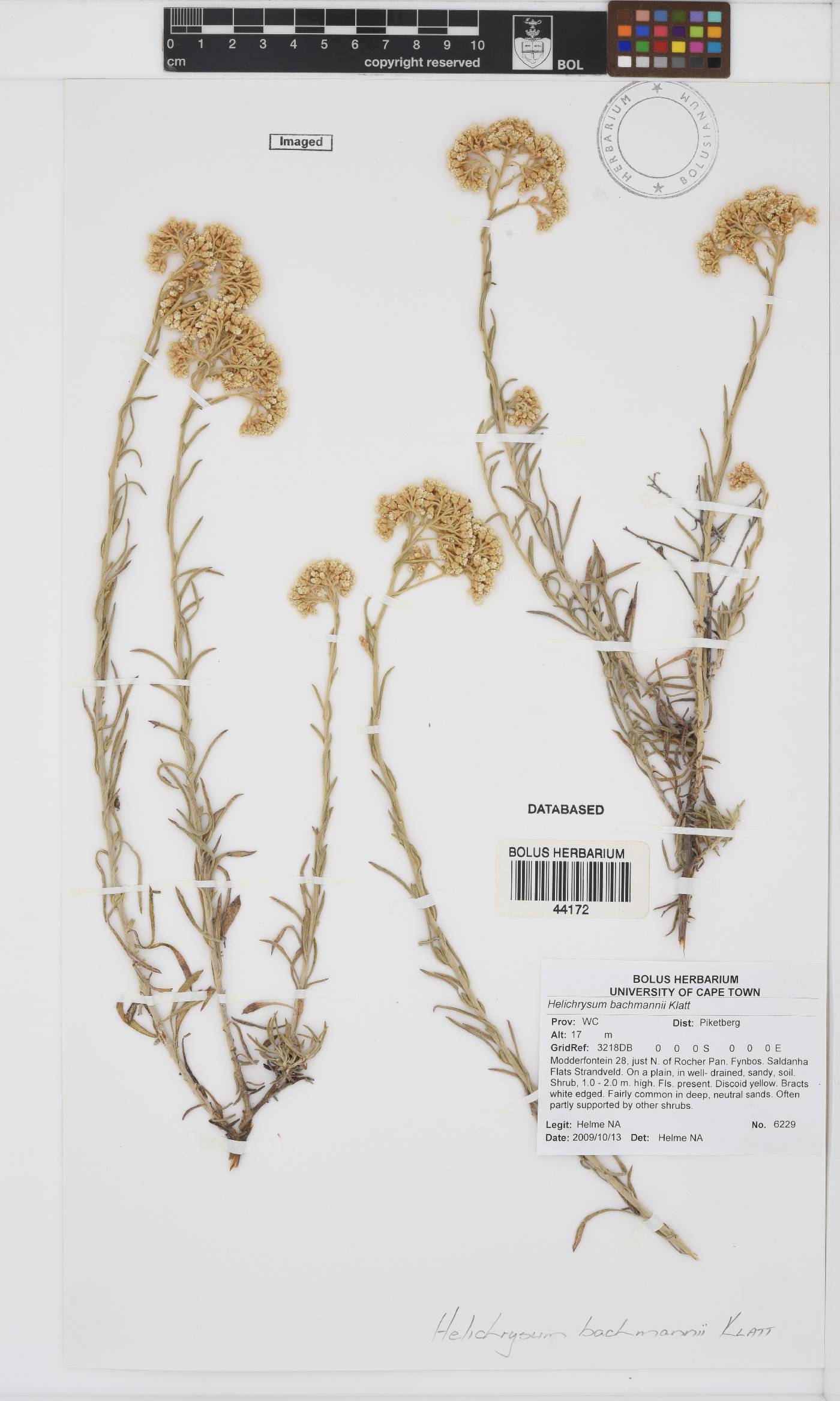 Helichrysum bachmannii image