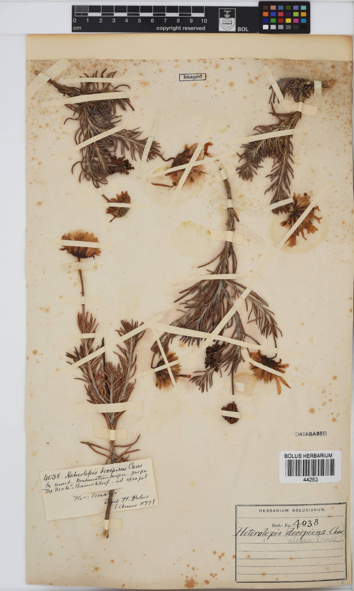 Heterolepis aliena image