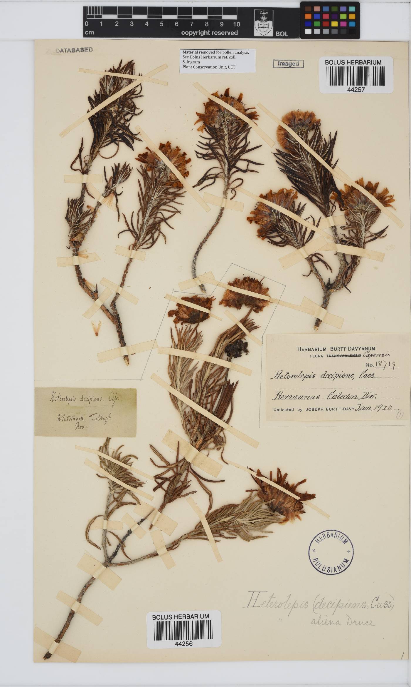 Heterolepis aliena image