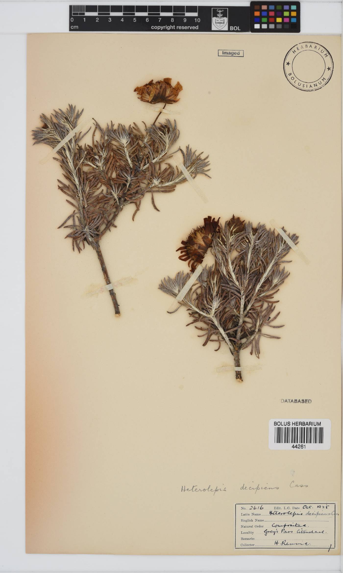 Heterolepis aliena image