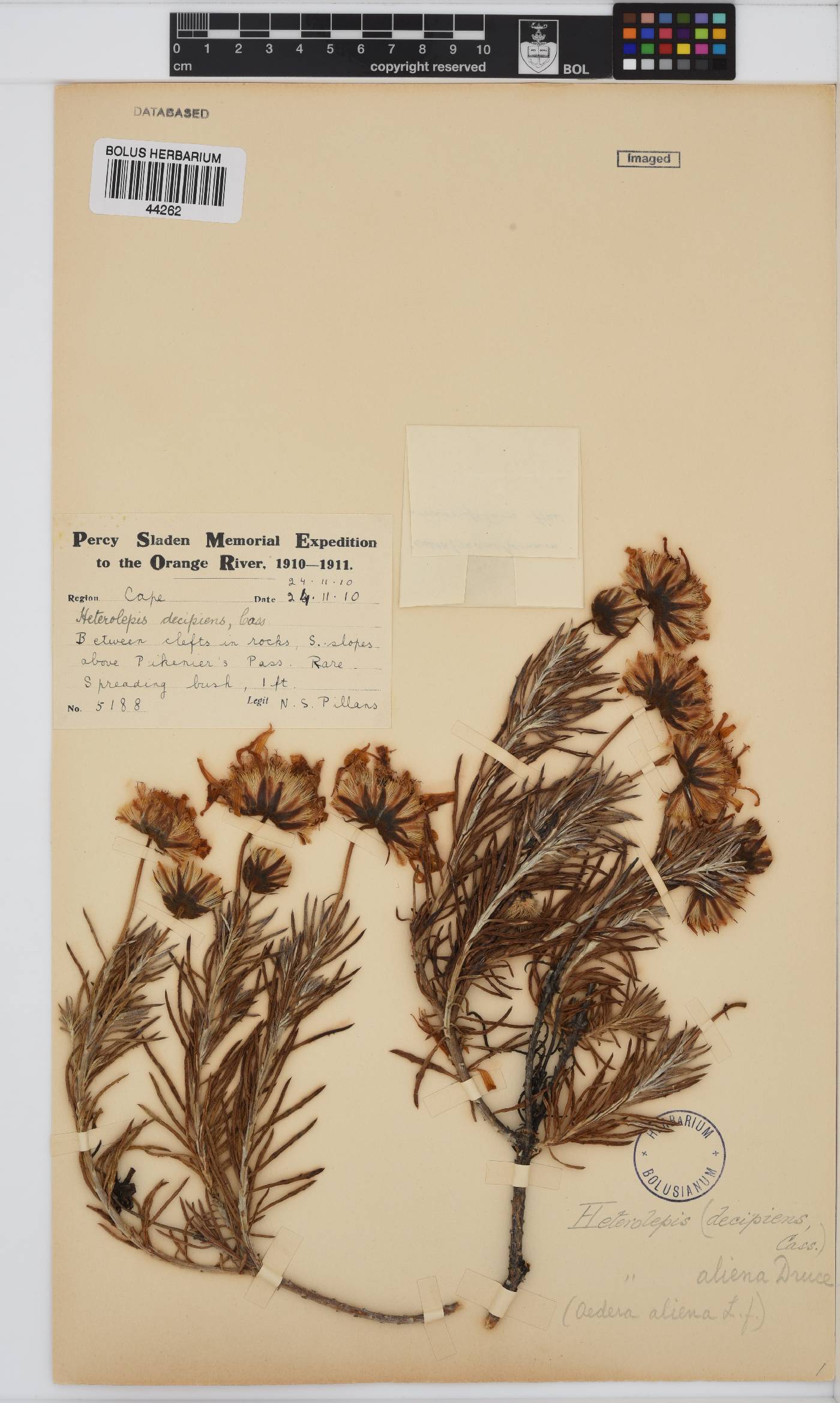 Heterolepis aliena image