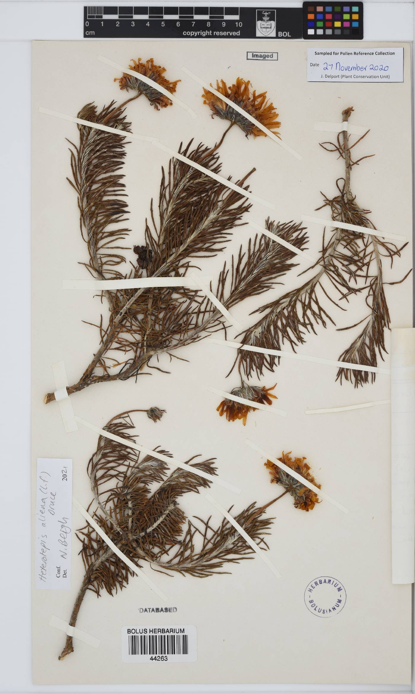 Heterolepis aliena image