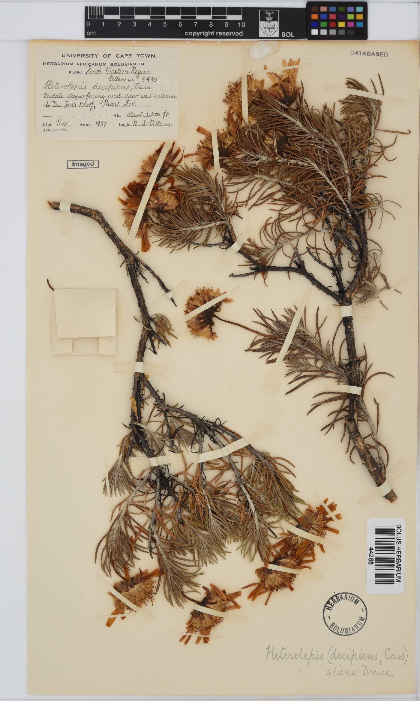 Heterolepis aliena image