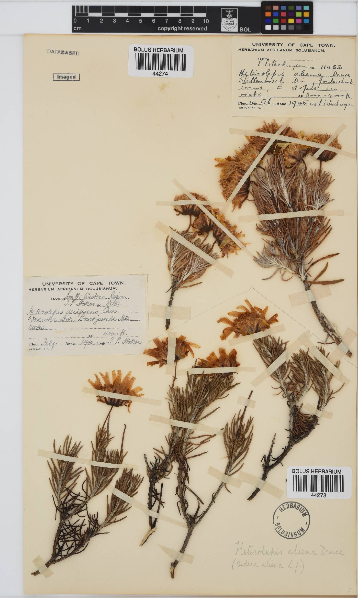 Heterolepis aliena image