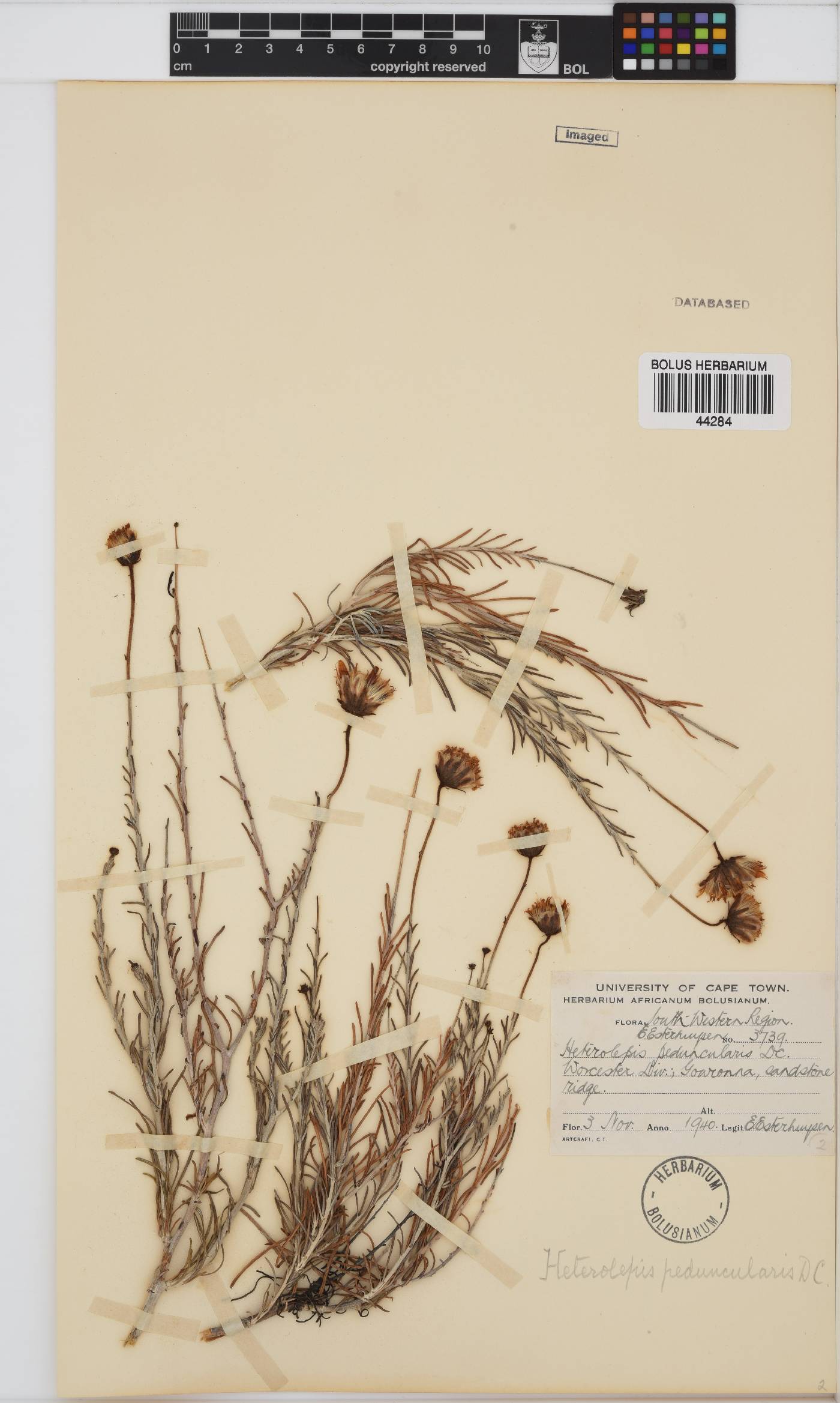 Heterolepis peduncularis image