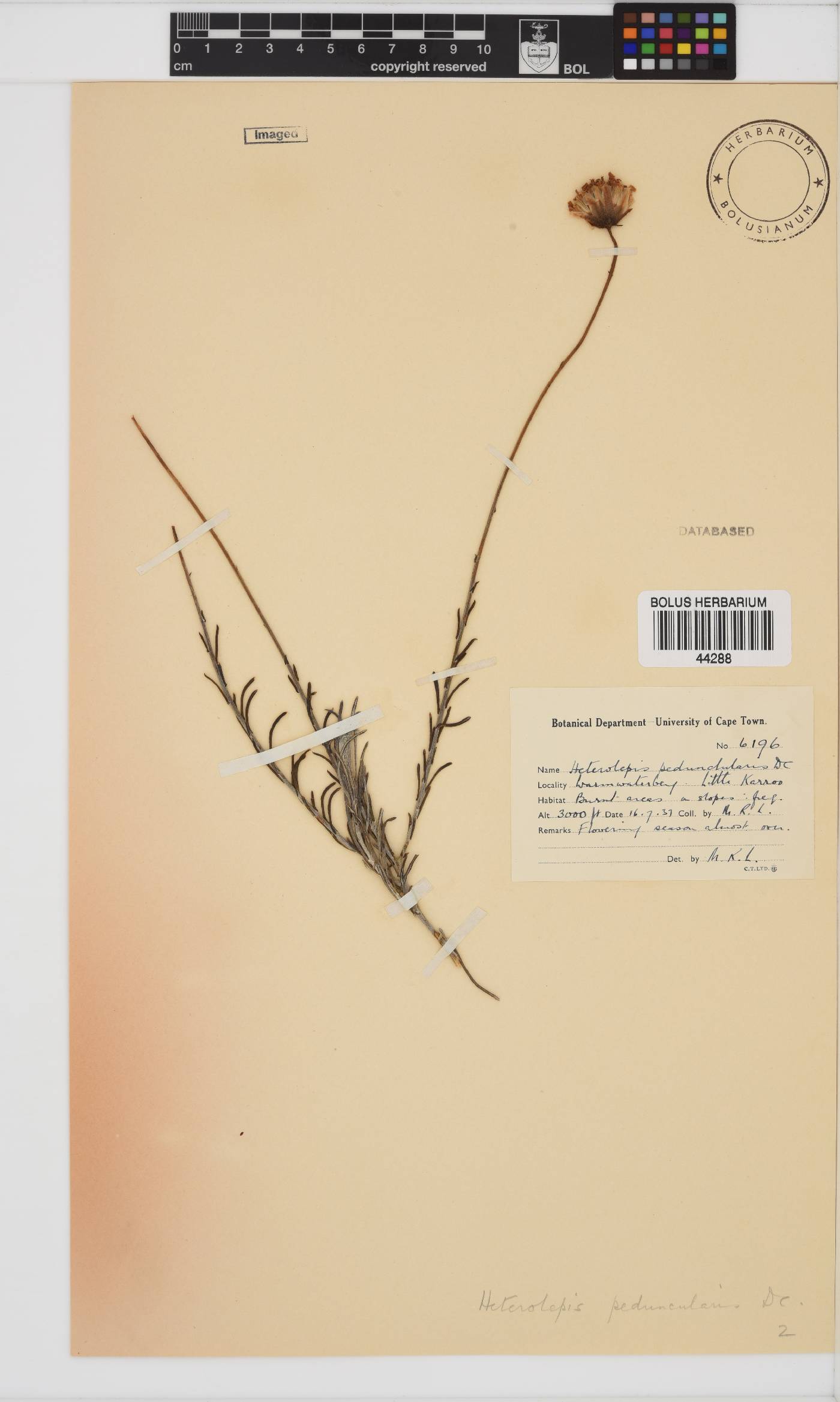 Heterolepis image