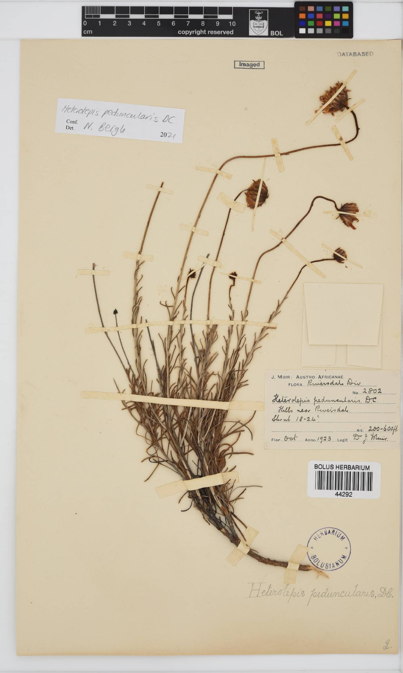 Heterolepis peduncularis image