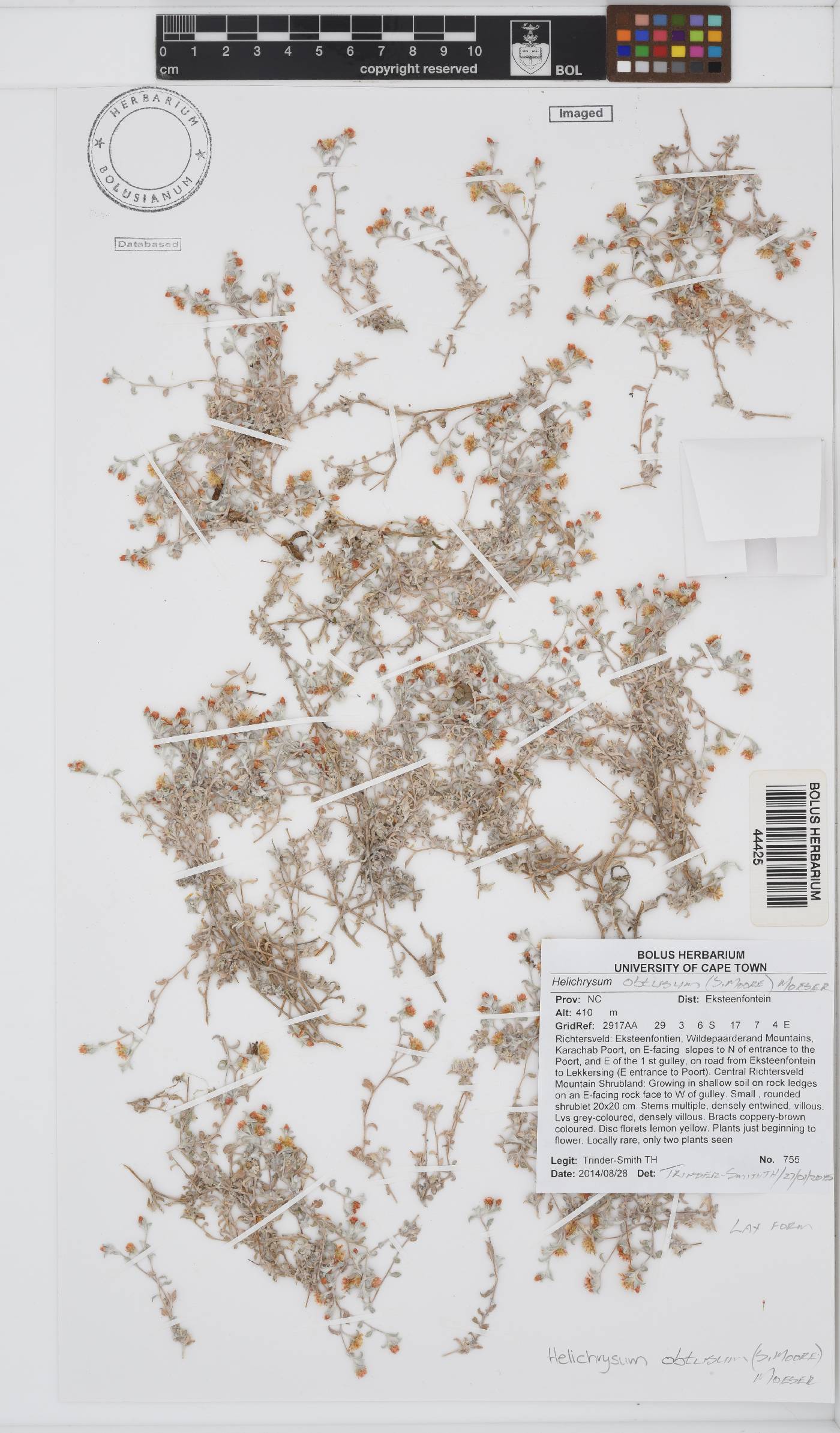 Helichrysum obtusum image