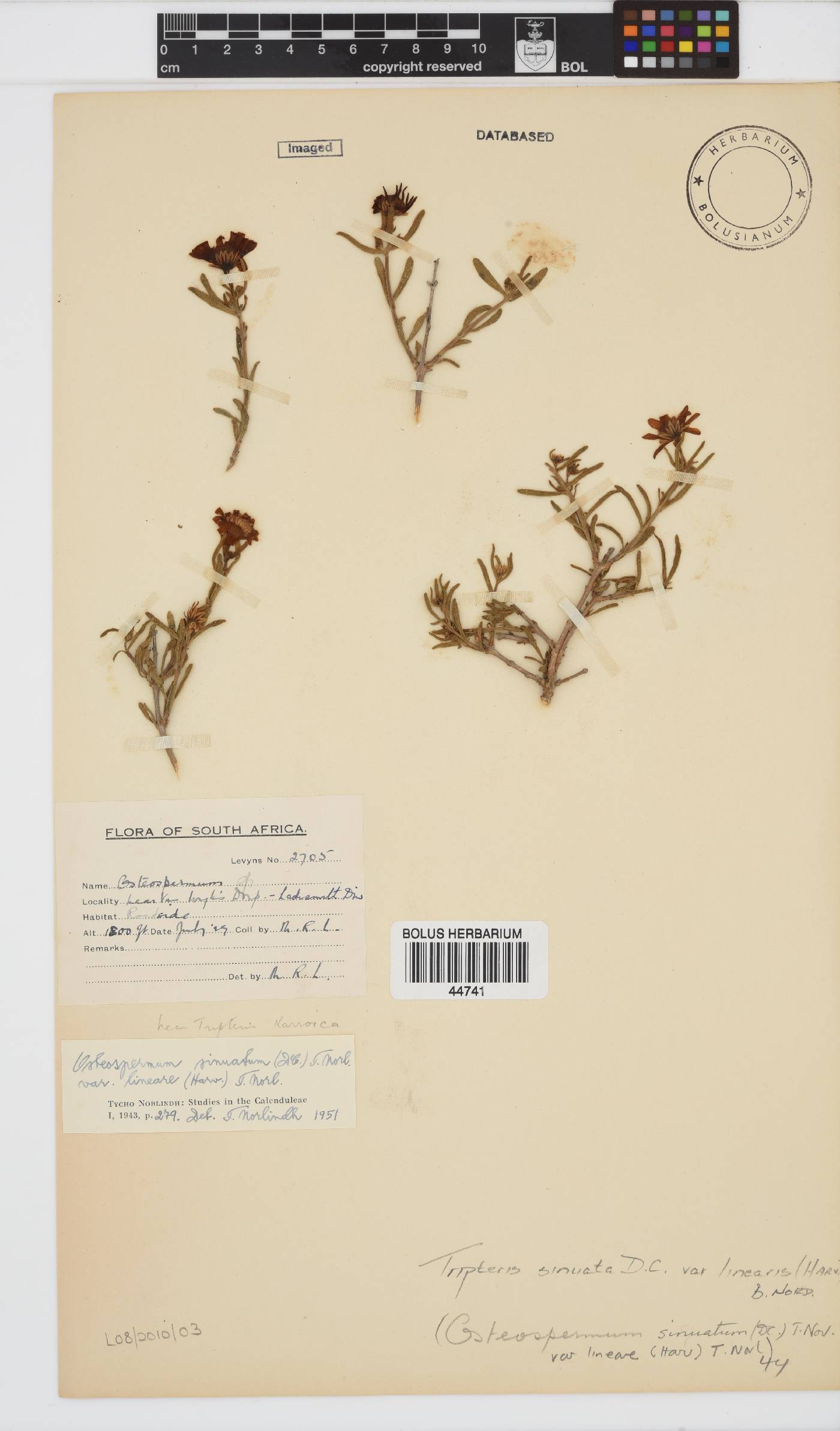 Osteospermum sinuatum var. lineare image