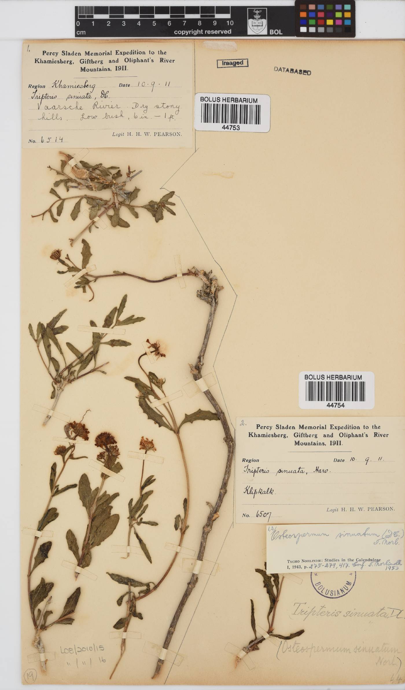Osteospermum sinuatum image
