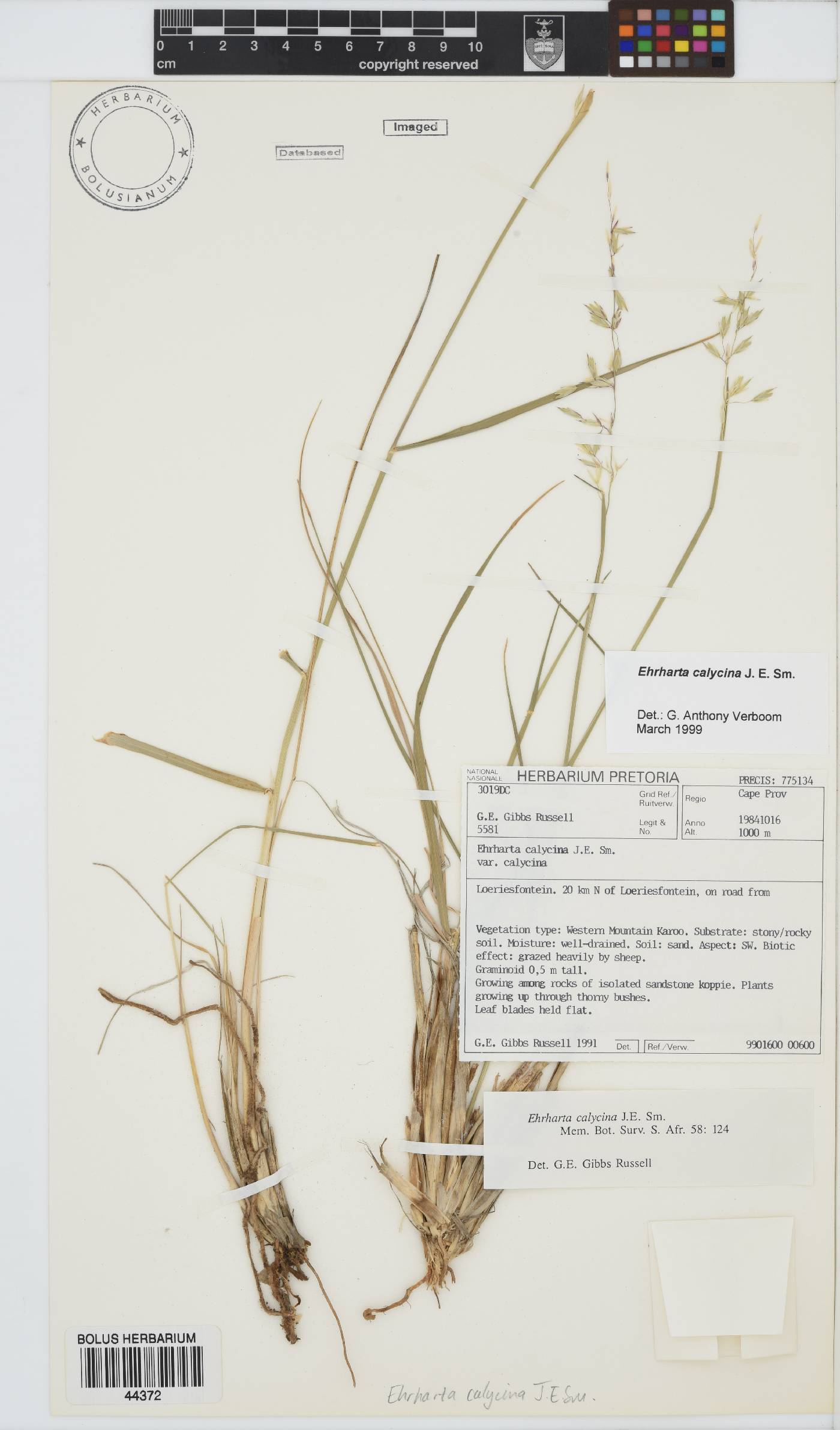 Ehrharta calycina image