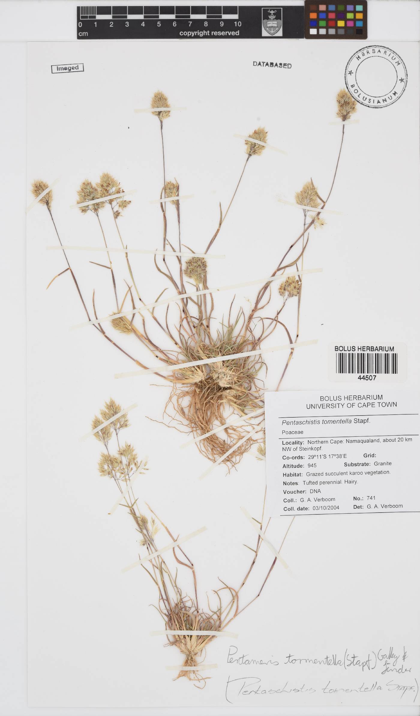 Pentameris tomentella image