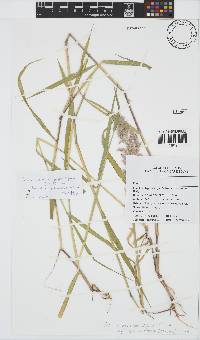 Melinis repens subsp. grandiflora image