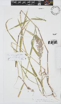 Melinis repens subsp. grandiflora image