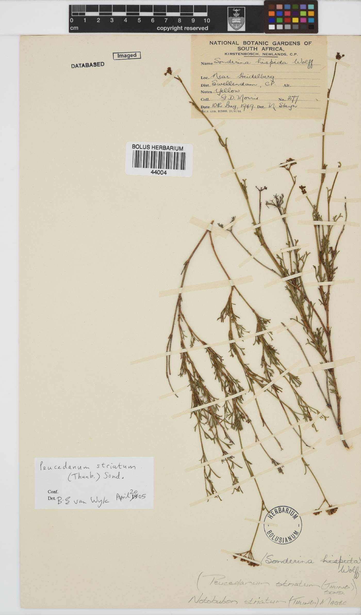 Notobubon striatum image