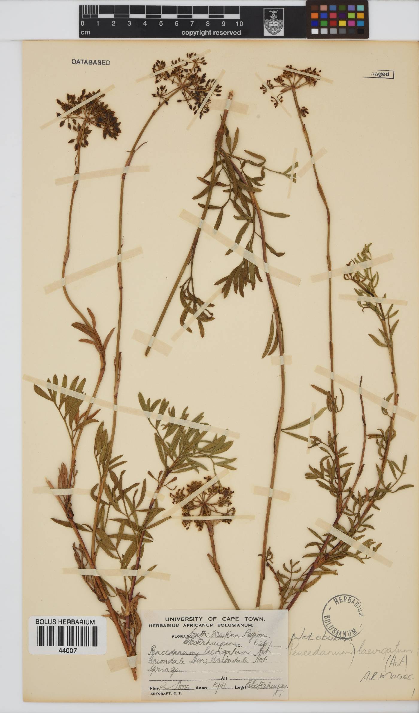 Notobubon laevigatum image