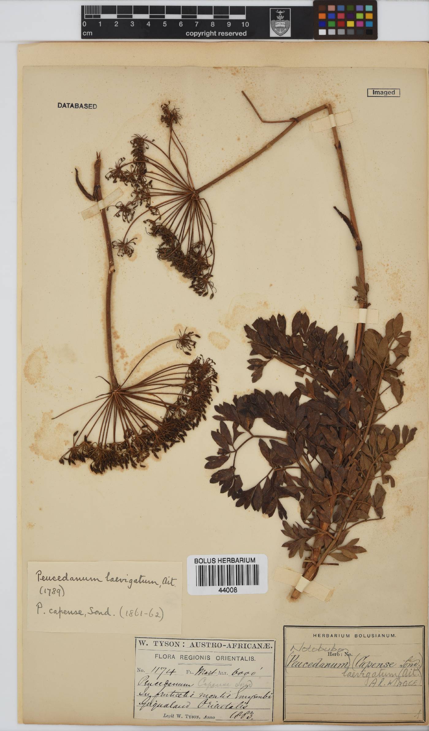 Notobubon laevigatum image