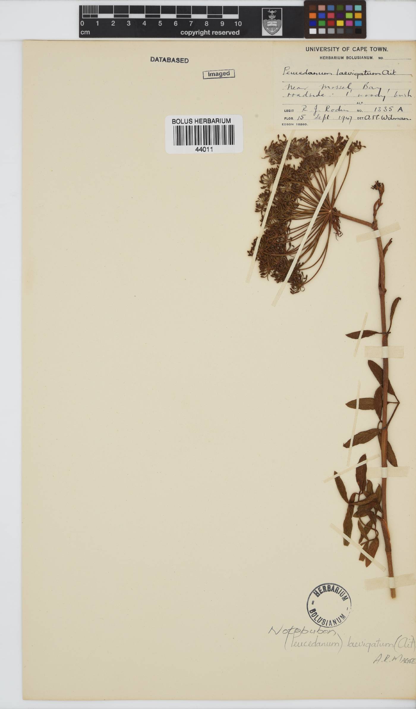 Notobubon laevigatum image