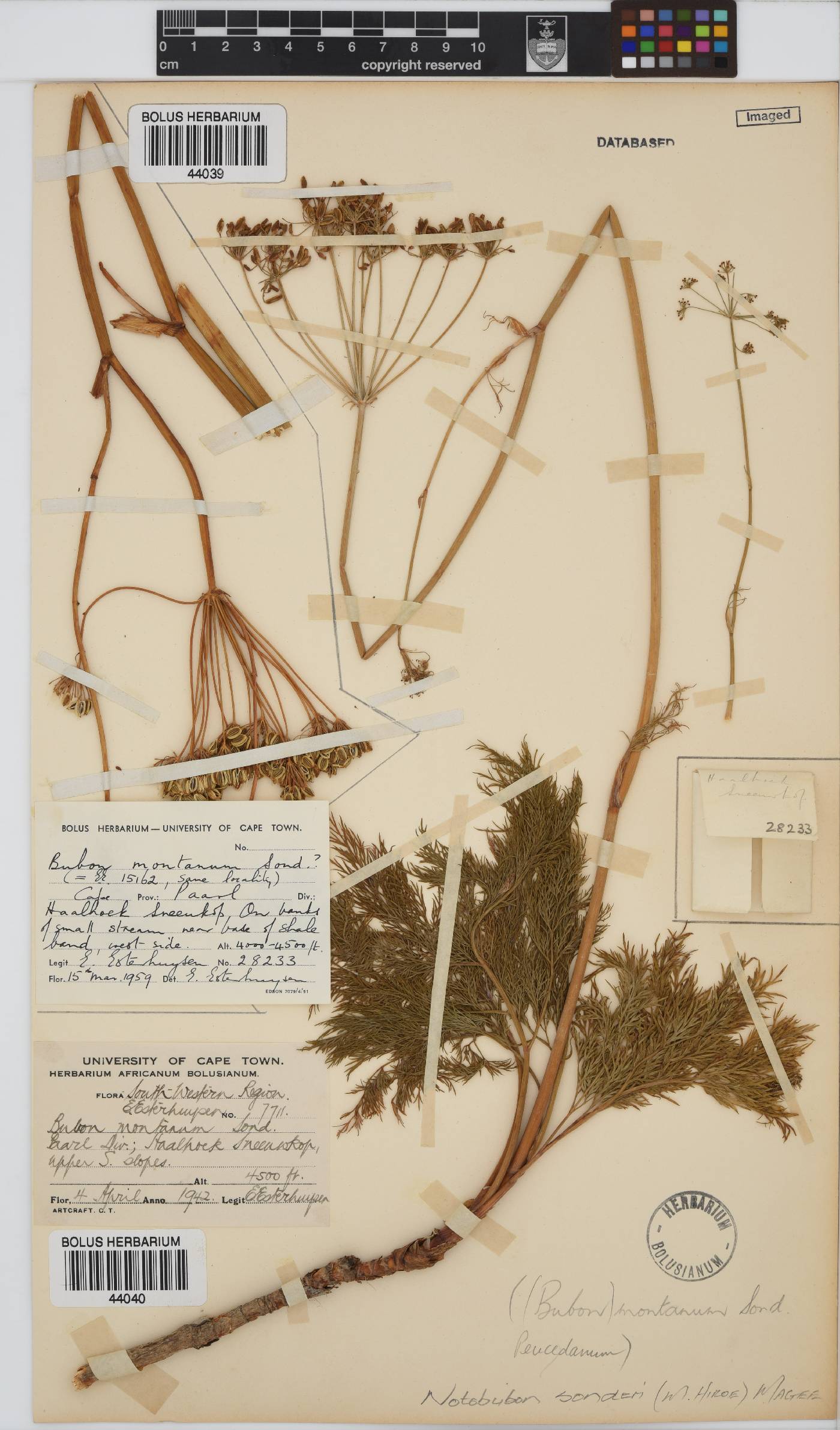 Notobubon sonderi image