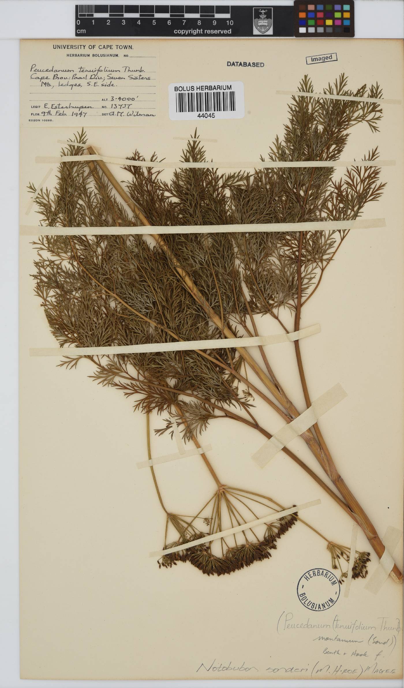 Notobubon sonderi image