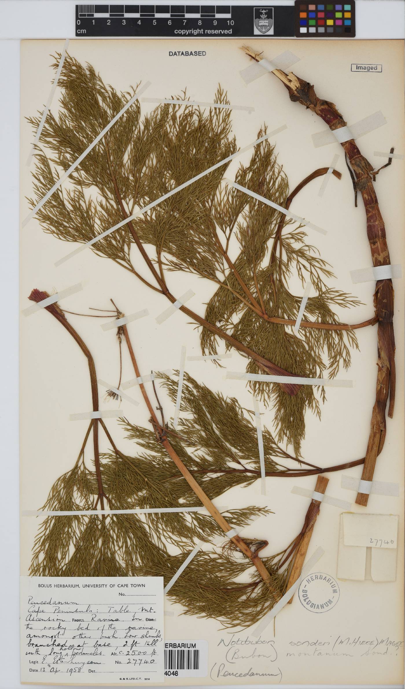 Notobubon sonderi image