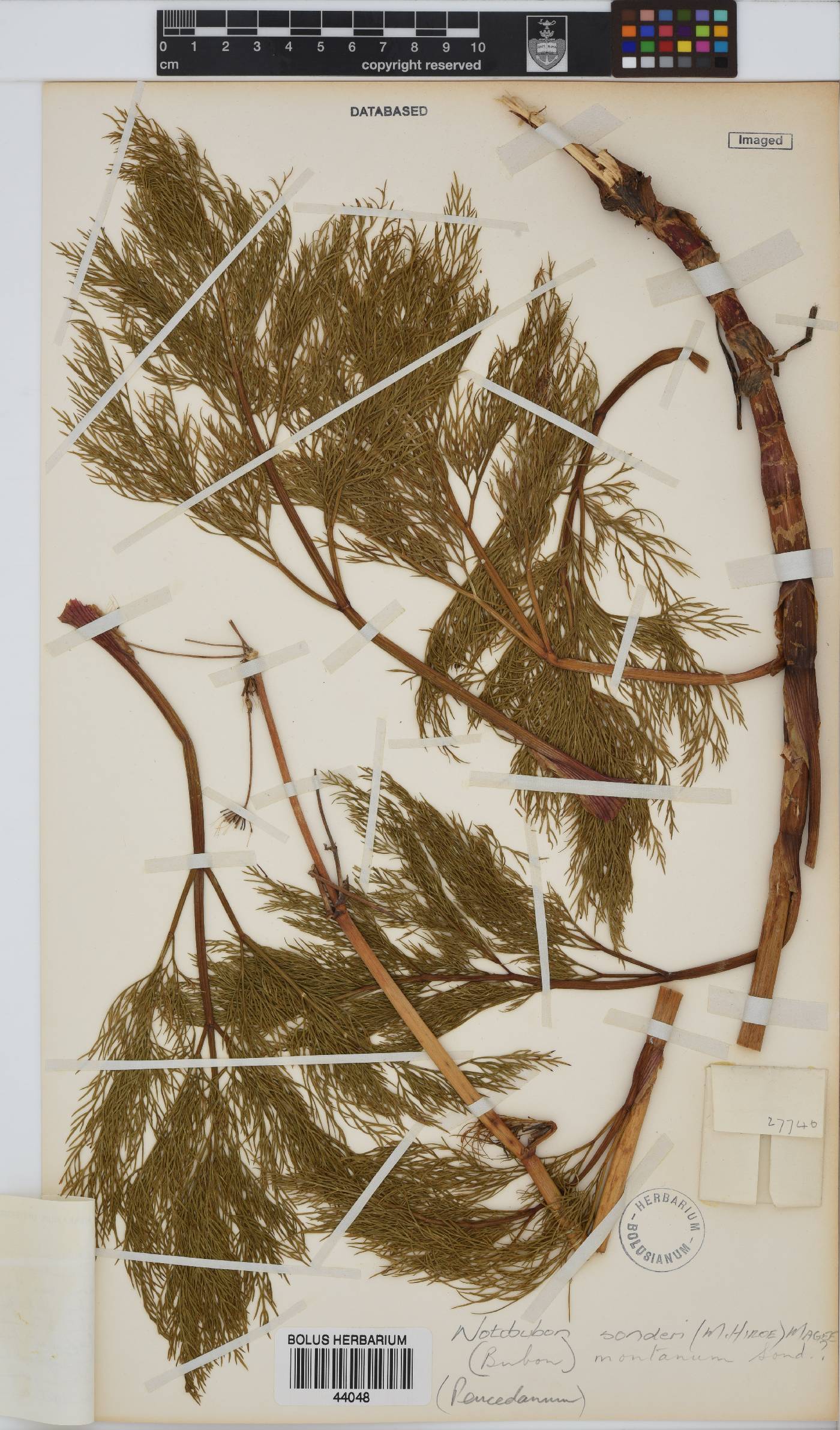 Notobubon sonderi image