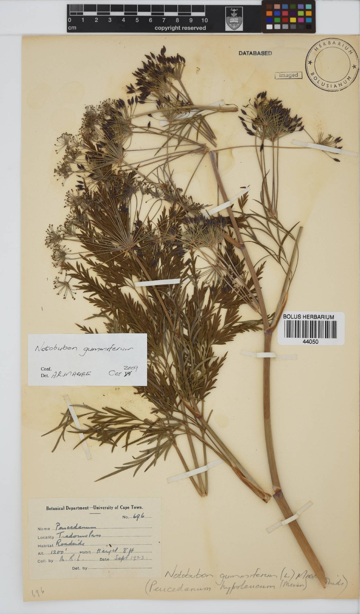 Notobubon gummiferum image
