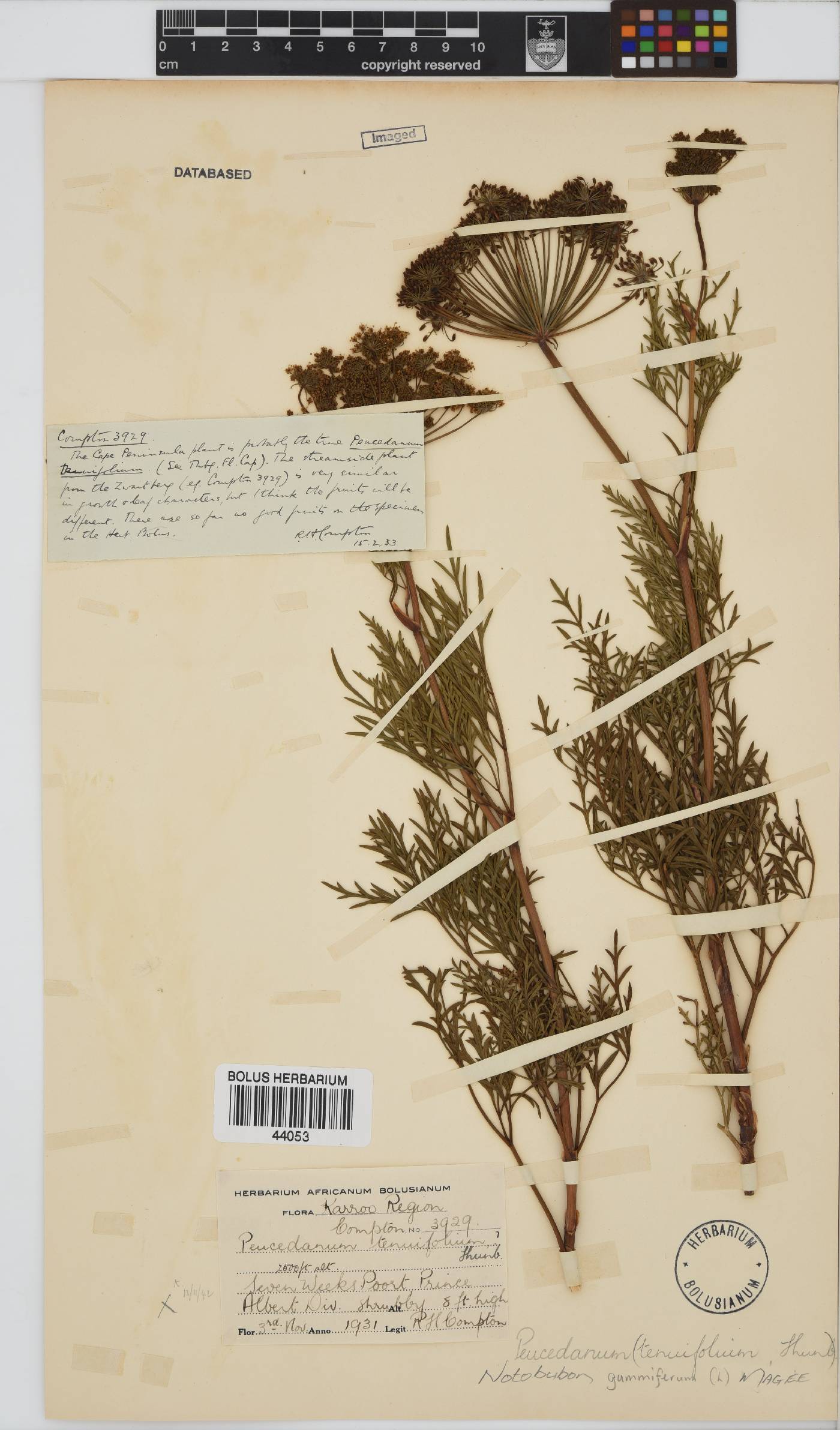 Notobubon gummiferum image