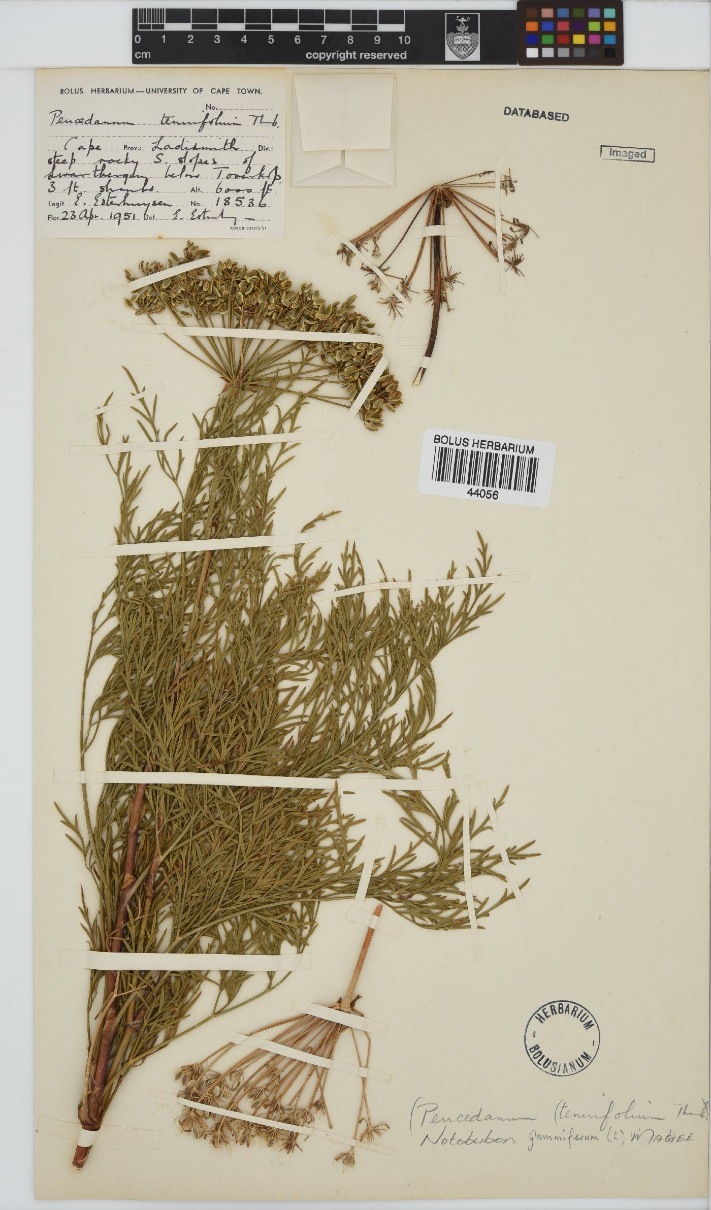 Notobubon gummiferum image
