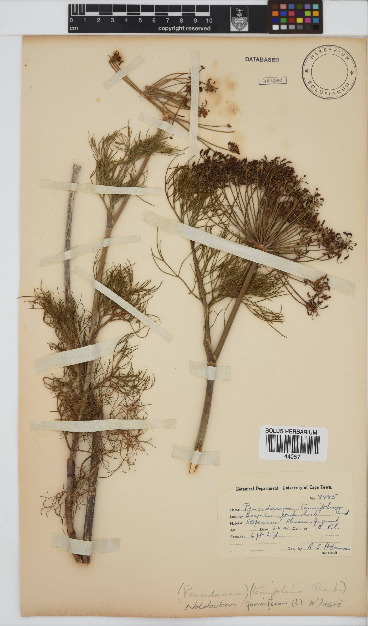 Notobubon gummiferum image