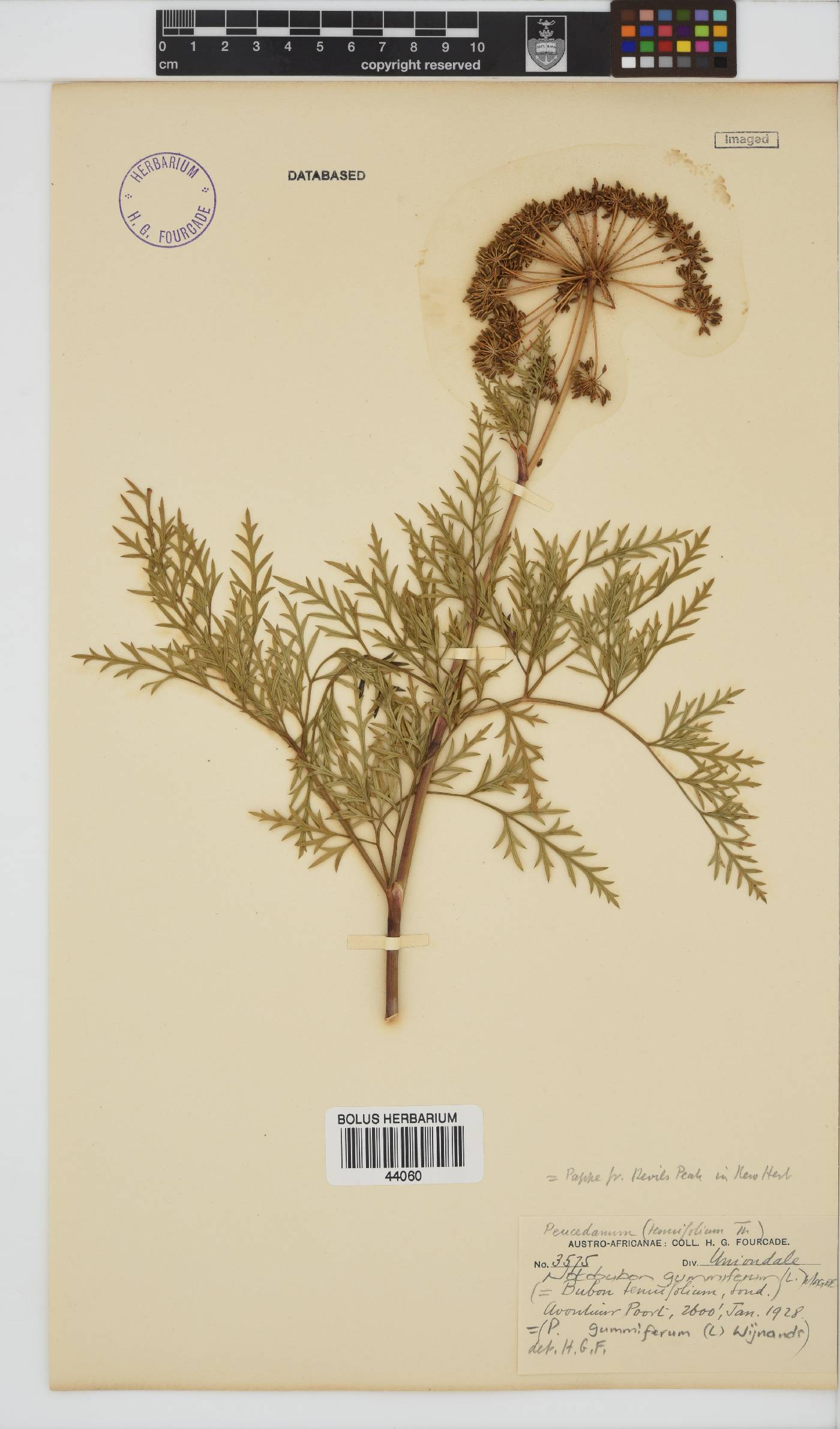 Notobubon gummiferum image