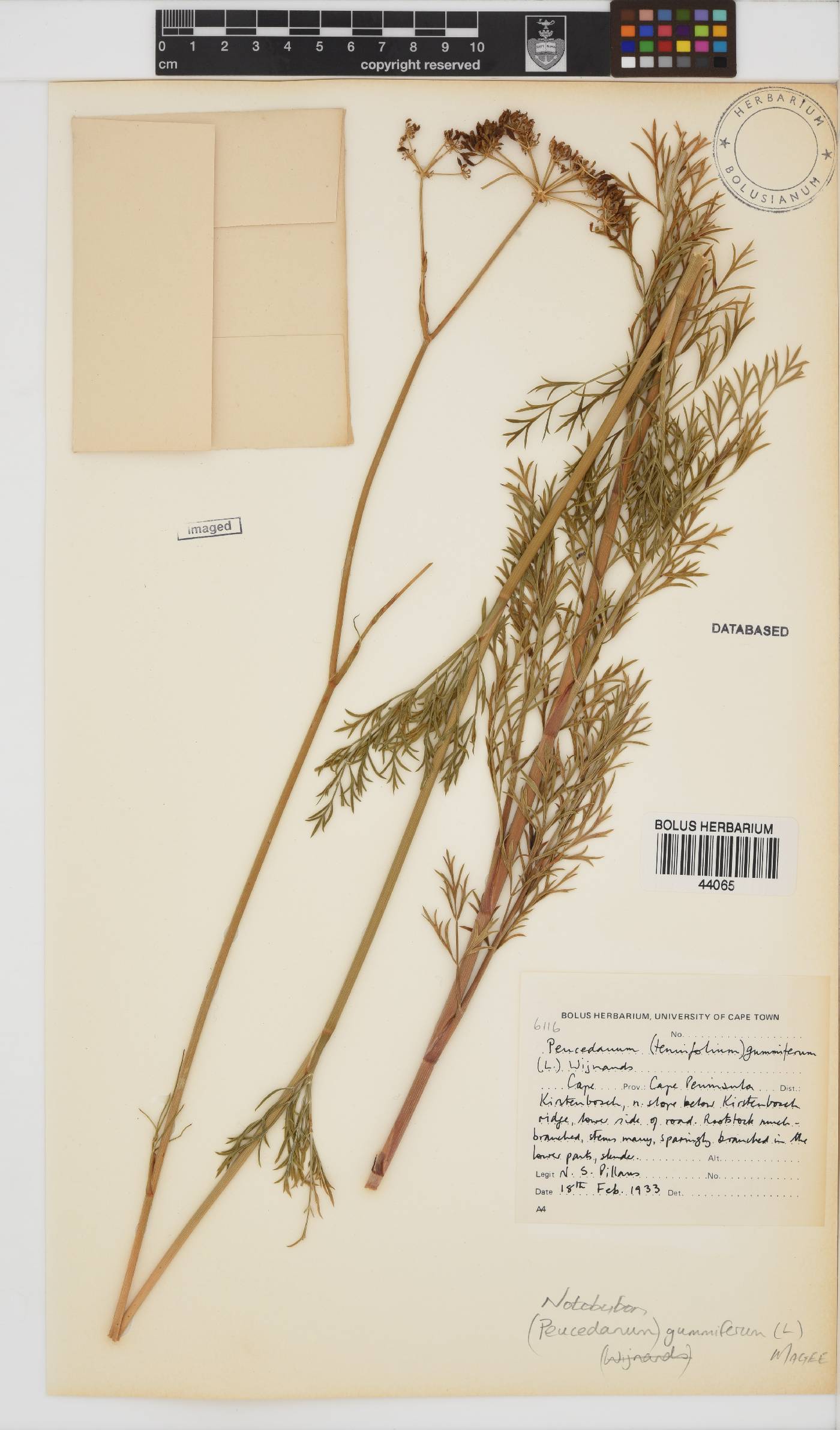 Notobubon gummiferum image