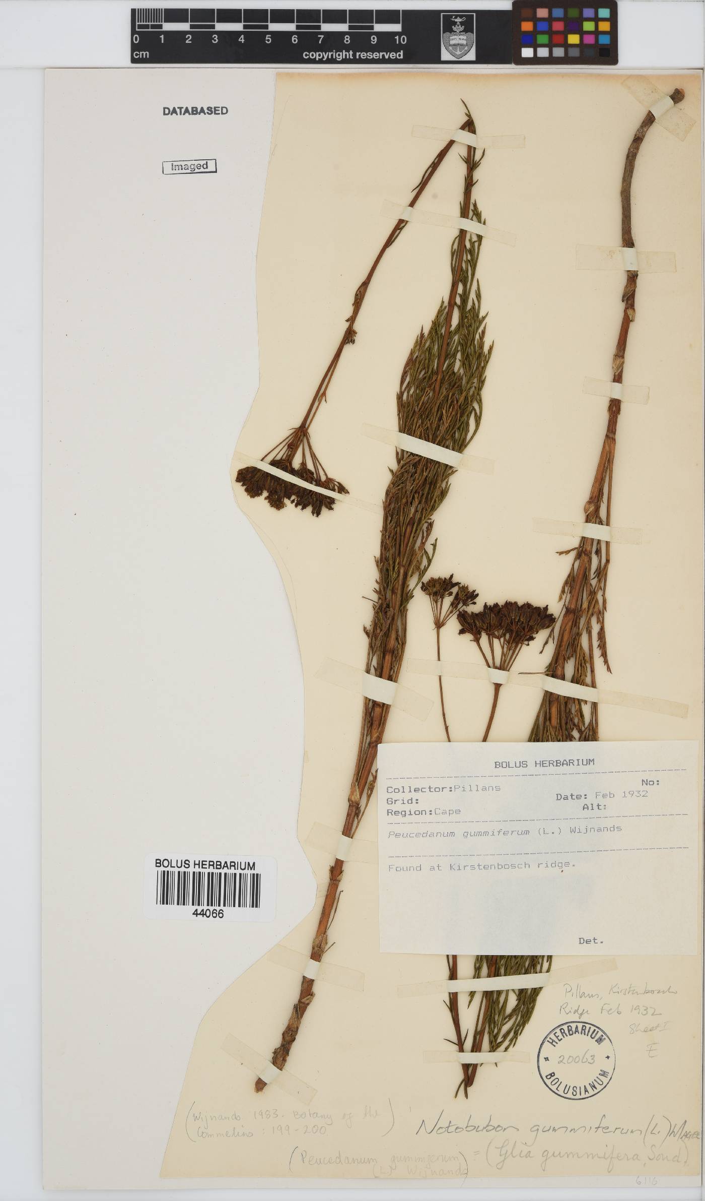 Notobubon gummiferum image