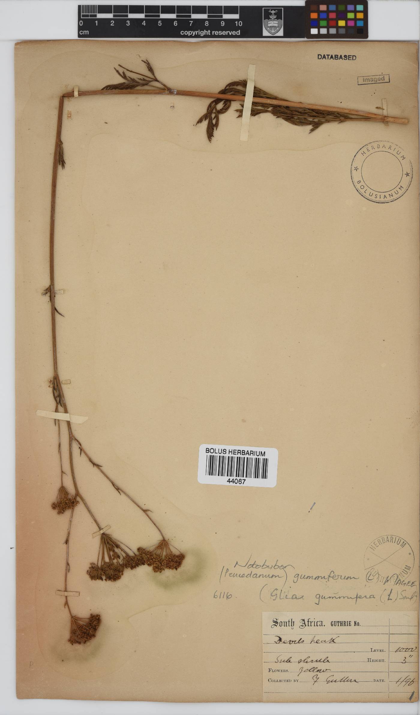 Notobubon gummiferum image