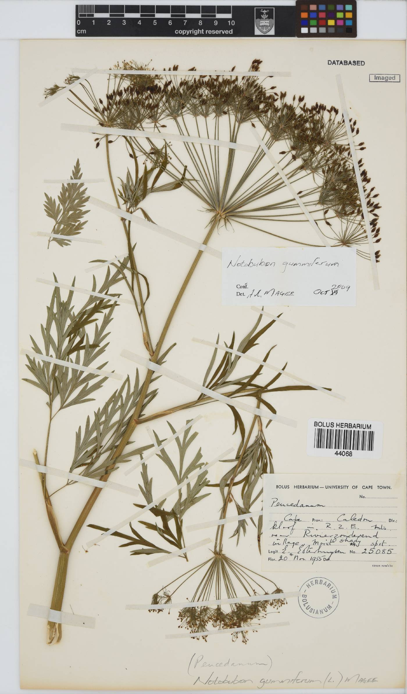 Notobubon gummiferum image